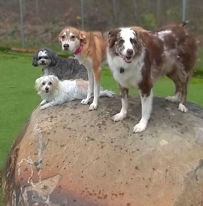 Dog Daycare in Elizabethtown PA Playful Pups Retreat