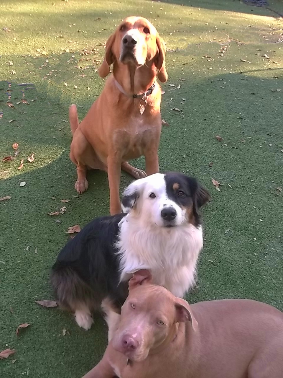 hoots jamba emmie three dogs sitting on grass