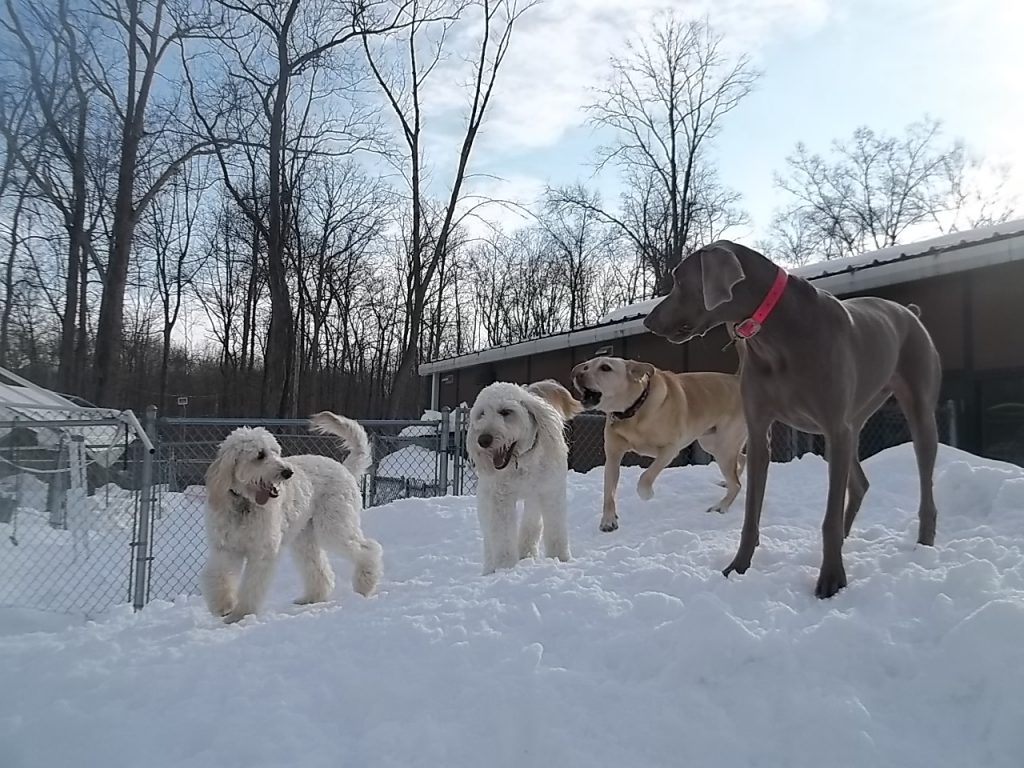 Dog Daycare in Elizabethtown PA Playful Pups Retreat