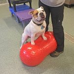 Dog playing in the playroom