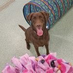 Dog playing with toys