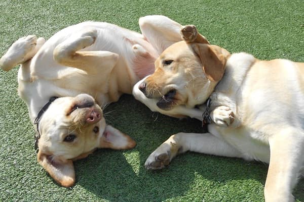 activities-dogs-playing-in-the-yard-crop Two dogs playing together