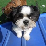 Little dog playing on the yard toys