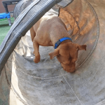 Dog playing in a tunnel