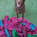 Dog playing with toys