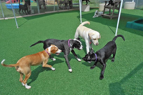 cec-dogs-playing-in-a-small-group-crop Dogs playing in a small group