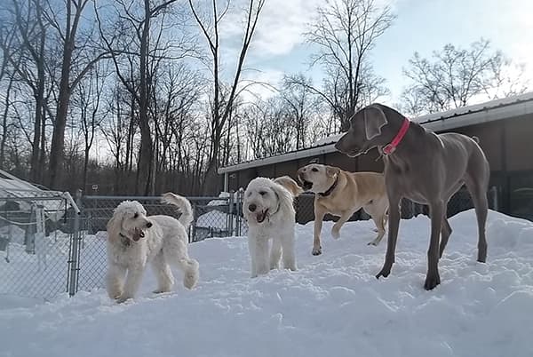 daycare-dogs-playing-in-snow-crop Dogs playing in snow