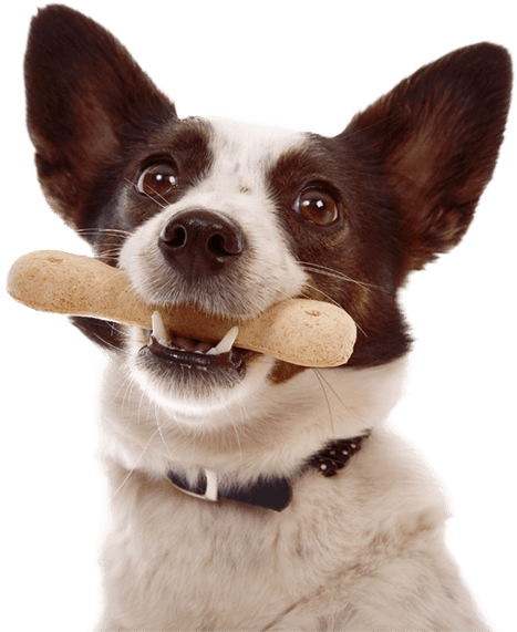 Dog with a bone in it's mouth