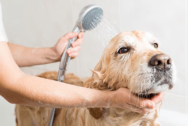 bathing-golden-getting-a-bath-crop Golden retriever getting a bath