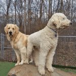 Dogs standing on a large rock