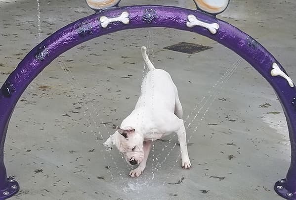 dogs-at-the-water-park-4-crop white dog at the water park