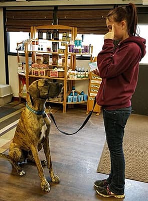 trainer-working-with-a-dog-3-crop Trainer working with a dog