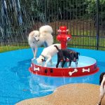 dogs playing in the splashpad area