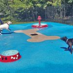 dogs playing in the splashpad area