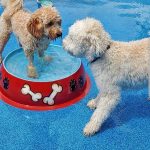 dogs playing in the splashpad area