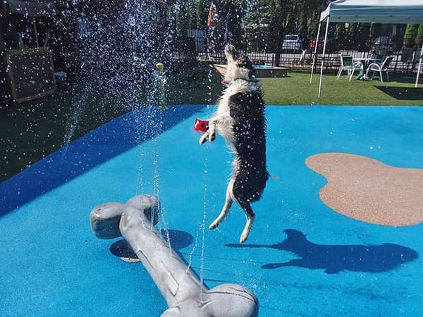 dog playing in the splashpad area