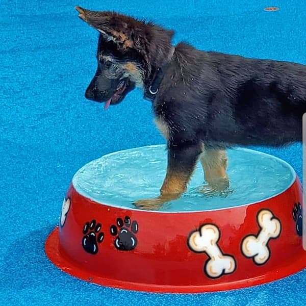 dog playing in a pool