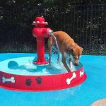 dog playing with a fountain