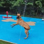 dog playing with a fountain