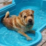 shar pei cooling off in a pool