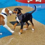 dogs playing in the splashpad area