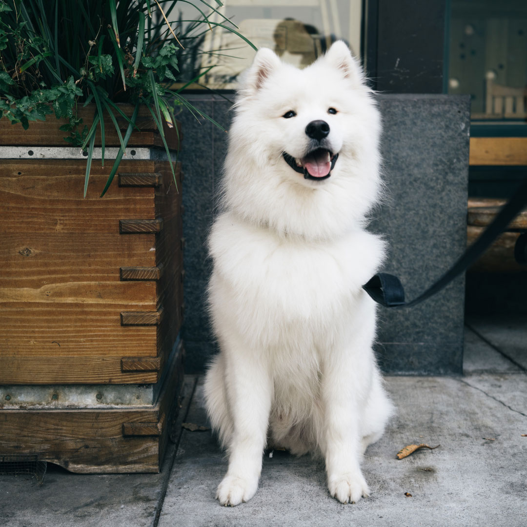 Doggie Dates DogFriendly Restaurants in Elizabethtown, PA Playful