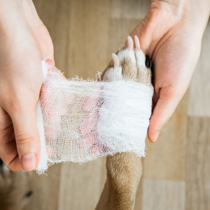 Putting a bandage on a dog's paw