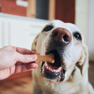 Dog eating a treat