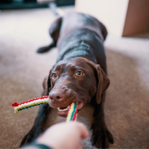 brown dog playing with toy