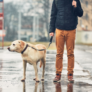 dog and owner in the rain