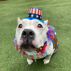 dog celebrating memorial day