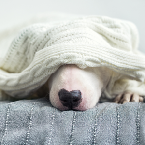 dog under blanket