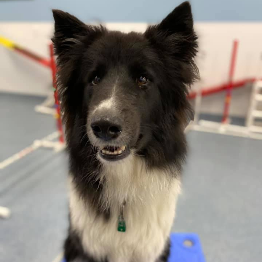 Five Basic Commands Your Dog Should Know Playful Pups Retreat