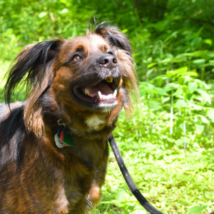 dog in the summer