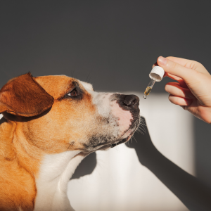 dog taking a supplement