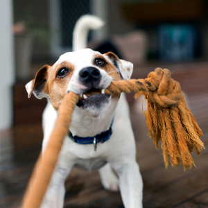 dog chewing on rope