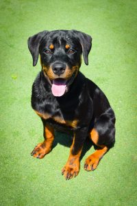 black and brown dog