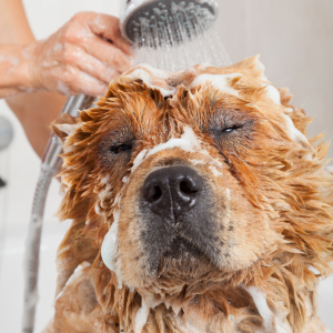 dog getting a bath