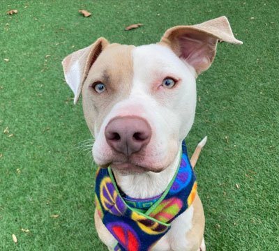 referral-program-image-3 Dog wearing a bandana