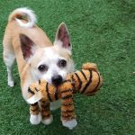 Small dog with a toy in its mouth