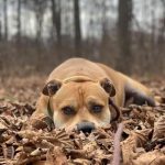 Dog in leaves