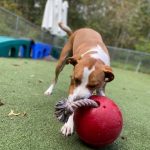 Dog playing with a red ball