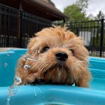 Puppy in a pool