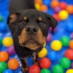 Puppy in the ball pit