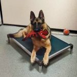 Dog with a toy in bed