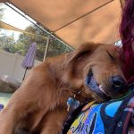 Golden Retriever laying on woman