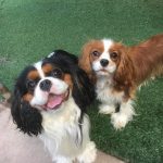 Two-Cavaliers