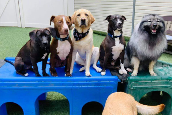 Group of dogs on playground equipment