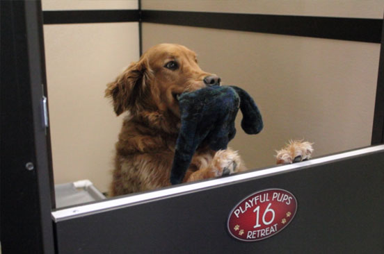 Golden retriever with a toy