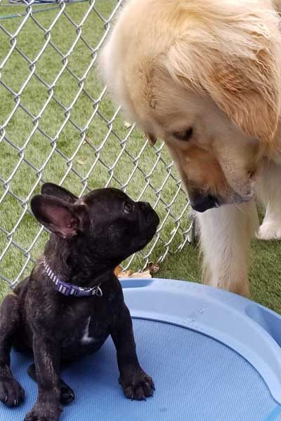 Golden retriever sniffing a puppy